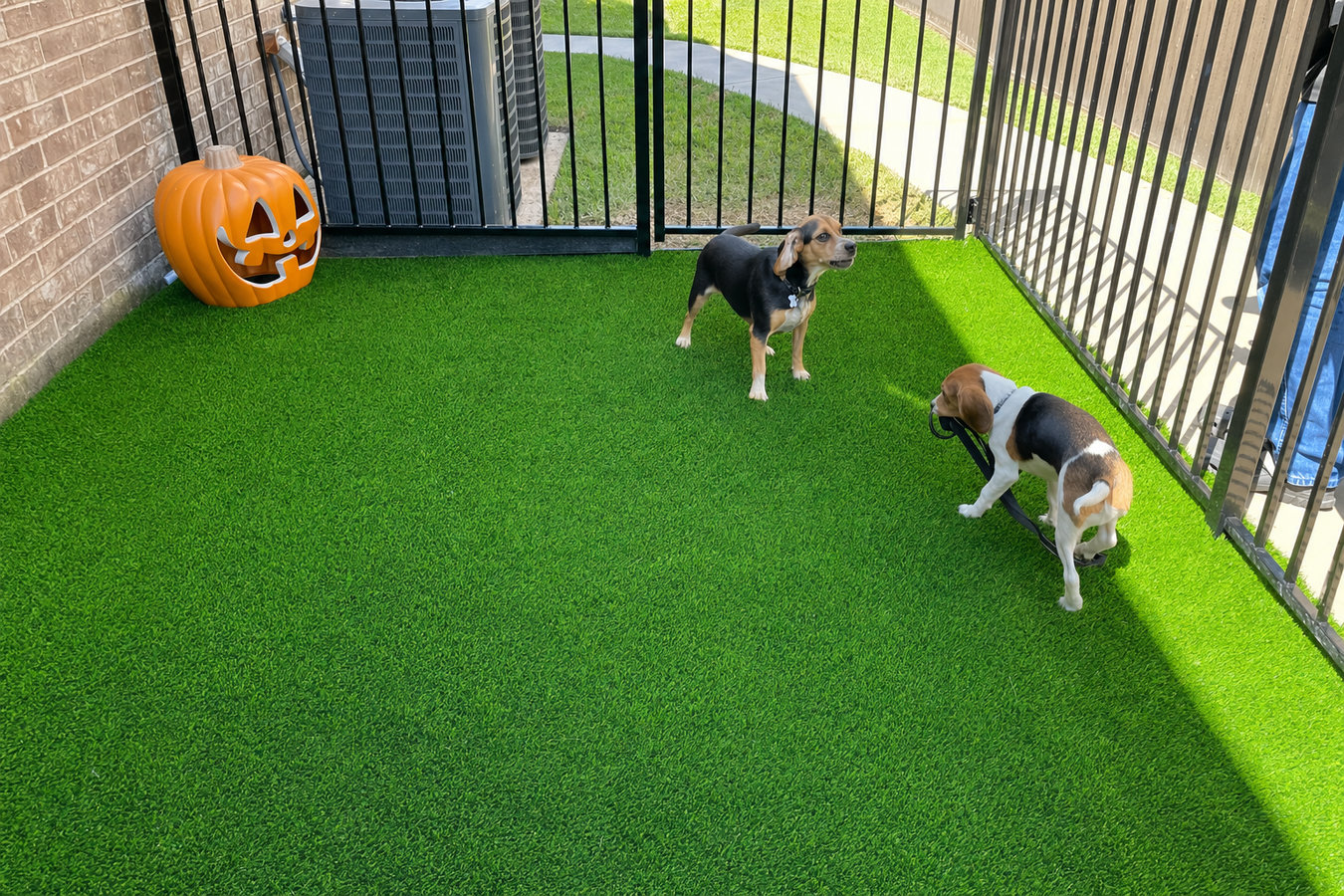 Pet-friendly turf in Winter Haven, FL